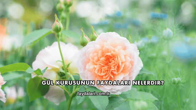Gül Kurusunun Faydaları Nelerdir?