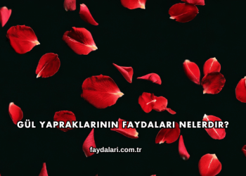 Gül Yapraklarının Faydaları Nelerdir?