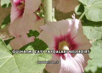 Gülhatmi Çayı Faydaları Nelerdir?