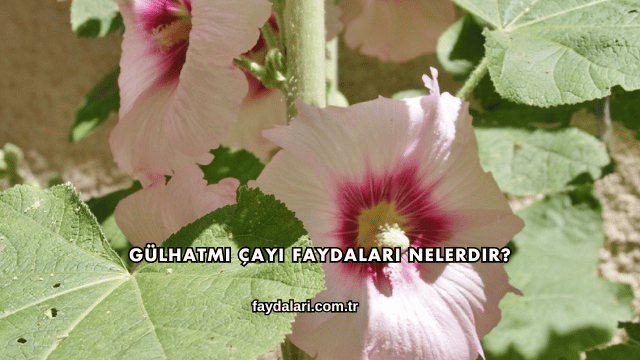 Gülhatmi Çayı Faydaları Nelerdir?