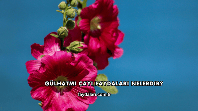 Gülhatmi Çayı Faydaları Nelerdir?