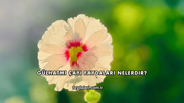 Gülhatmi Çayı Faydaları Nelerdir?