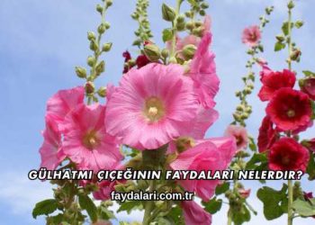 Gülhatmi Çiçeğinin Faydaları Nelerdir?