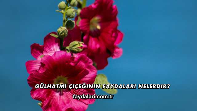 Gülhatmi Çiçeğinin Faydaları Nelerdir?