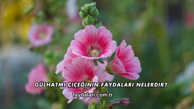 Gülhatmi Çiçeğinin Faydaları Nelerdir?