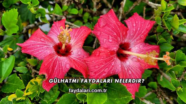 Gülhatmi Faydaları Nelerdir?