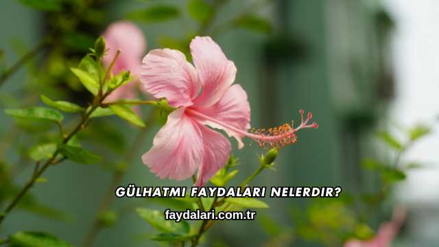 Gülhatmi Faydaları Nelerdir?