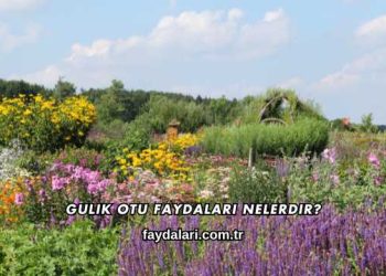 Gulik Otu Faydaları Nelerdir?