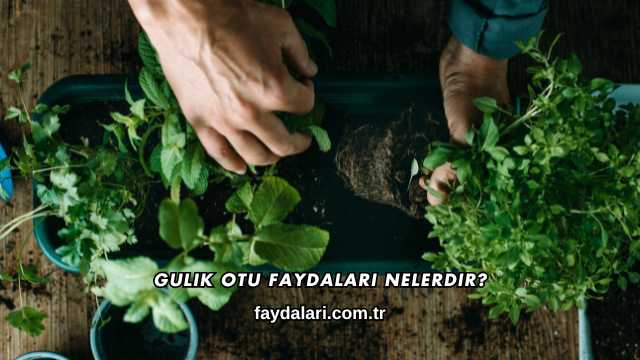 Gulik Otu Faydaları Nelerdir?