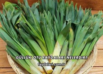 Güllük Otu Faydaları Nelerdir?