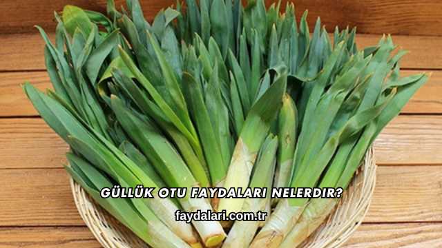 Güllük Otu Faydaları Nelerdir?