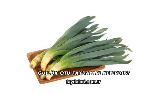 Güllük Otu Faydaları Nelerdir?