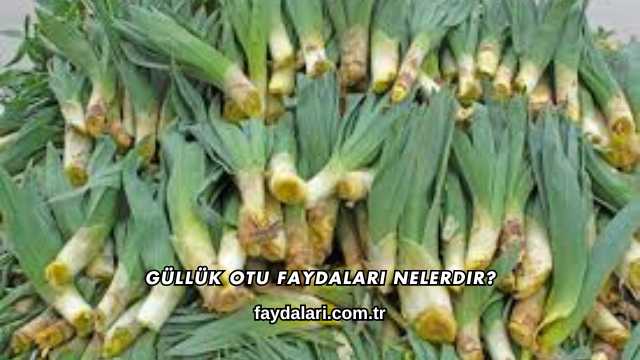 Güllük Otu Faydaları Nelerdir?