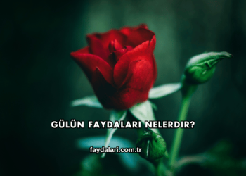 Gülün Faydaları Nelerdir?