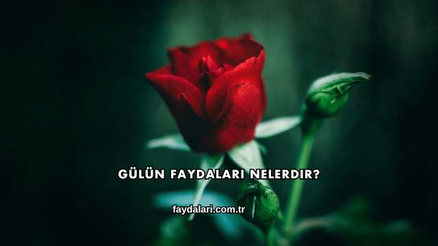 Gülün Faydaları Nelerdir?