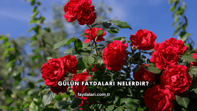 Gülün Faydaları Nelerdir?