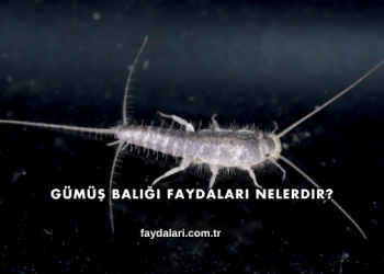 Gümüş Balığı Faydaları Nelerdir?