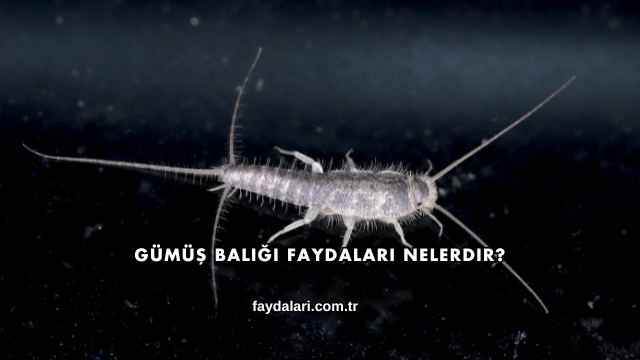 Gümüş Balığı Faydaları Nelerdir?