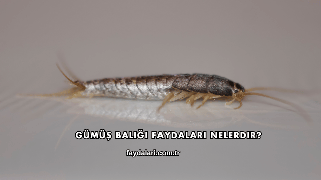 Gümüş Balığı Faydaları Nelerdir?