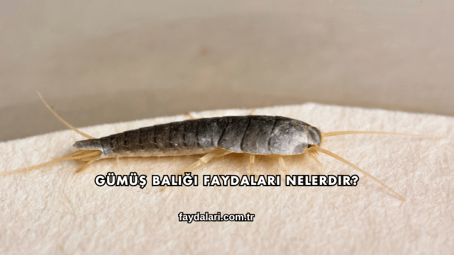 Gümüş Balığı Faydaları Nelerdir?