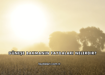 Güneşe Bakmanın Faydaları Nelerdir?