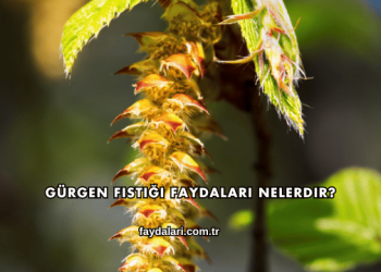 Gürgen Fıstığı Faydaları Nelerdir?