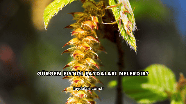 Gürgen Fıstığı Faydaları Nelerdir?