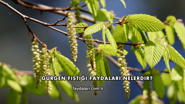 Gürgen Fıstığı Faydaları Nelerdir?