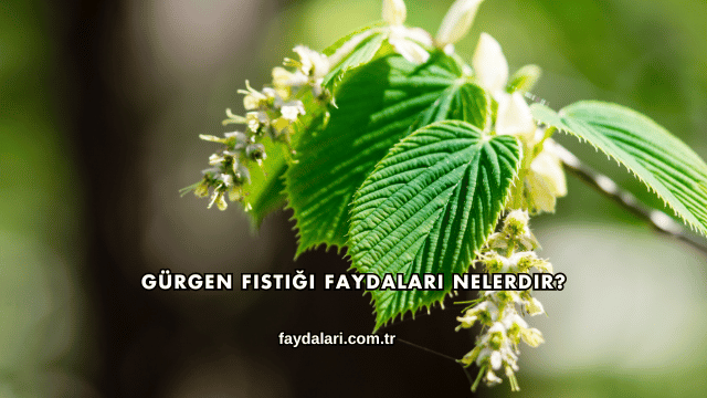 Gürgen Fıstığı Faydaları Nelerdir?