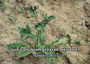 Guriz Otunun Faydaları Nelerdir?