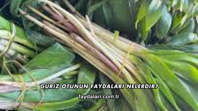 Guriz Otunun Faydaları Nelerdir?