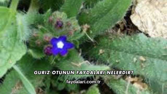 Guriz Otunun Faydaları Nelerdir?