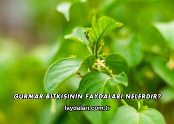 Gurmar Bitkisinin Faydaları Nelerdir?