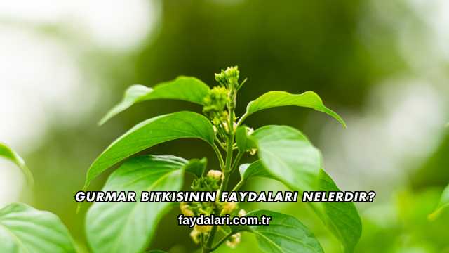 Gurmar Bitkisinin Faydaları Nelerdir?