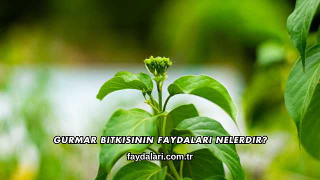 Gurmar Bitkisinin Faydaları Nelerdir?