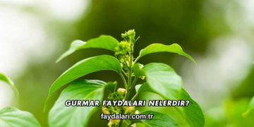 Gurmar Faydaları Nelerdir?