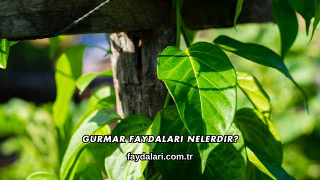 Gurmar Faydaları Nelerdir?