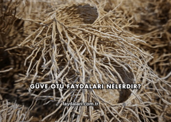 Güve Otu Faydaları Nelerdir?