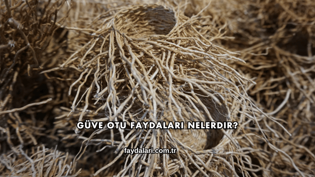 Güve Otu Faydaları Nelerdir?