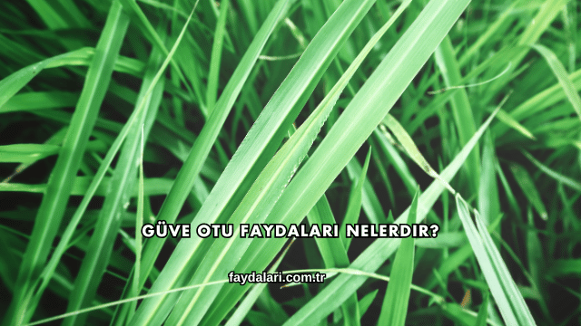 Güve Otu Faydaları Nelerdir?