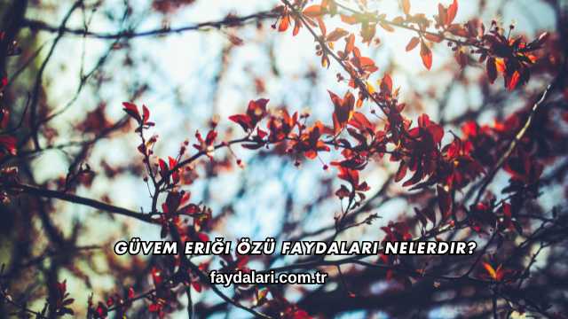 Güvem Eriği Özü Faydaları Nelerdir?