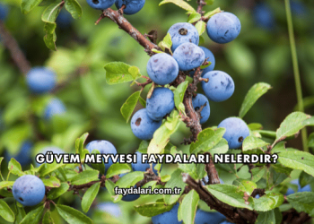 Güvem Meyvesi Faydaları Nelerdir?