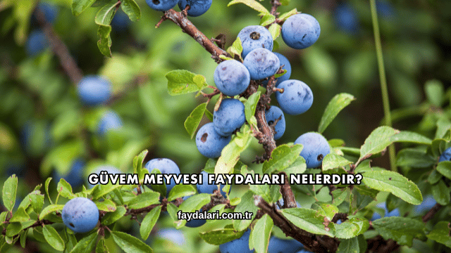 Güvem Meyvesi Faydaları Nelerdir?