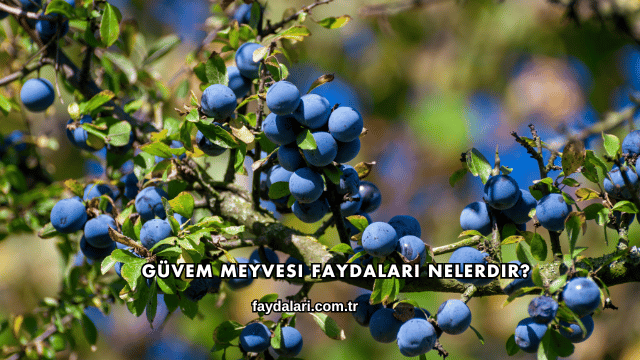 Güvem Meyvesi Faydaları Nelerdir?