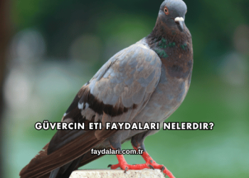 Güvercin Eti Faydaları Nelerdir?