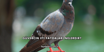 Güvercin Eti Faydaları Nelerdir?
