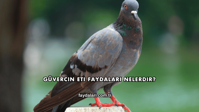 Güvercin Eti Faydaları Nelerdir?
