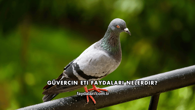 Güvercin Eti Faydaları Nelerdir?