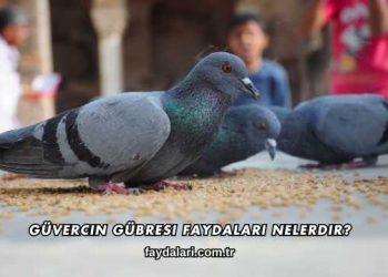 Güvercin Gübresi Faydaları Nelerdir?