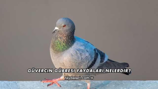 Güvercin Gübresi Faydaları Nelerdir?